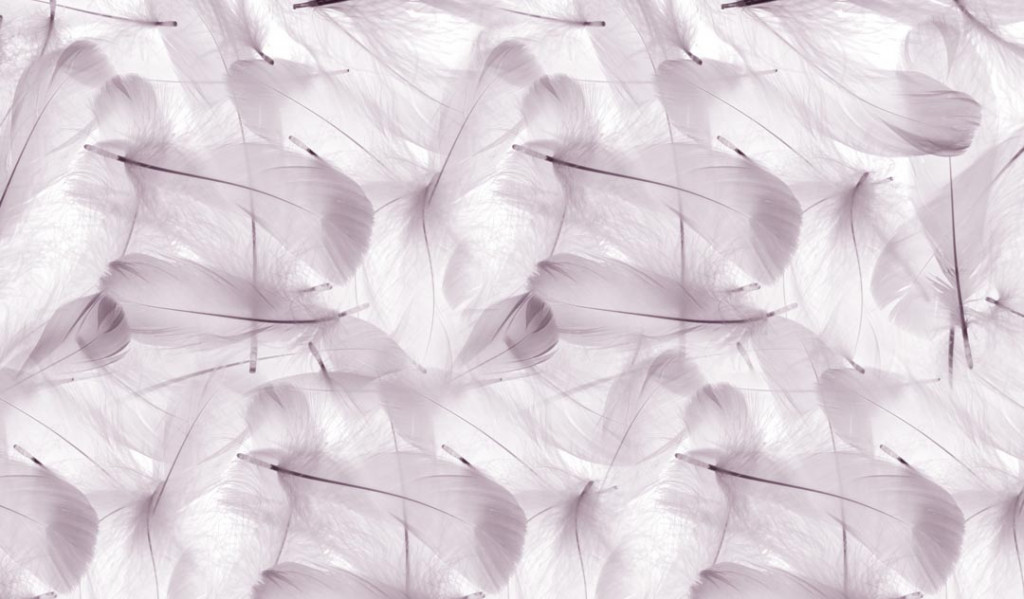 Фотообои  Светло-розовые перья