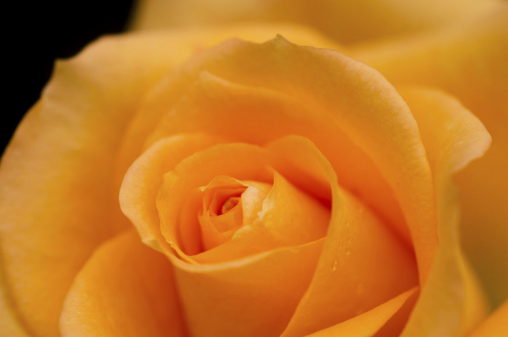 Фотообои оранжевая роза