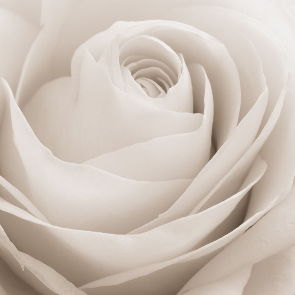 Фотообои Бежевый бутон розы