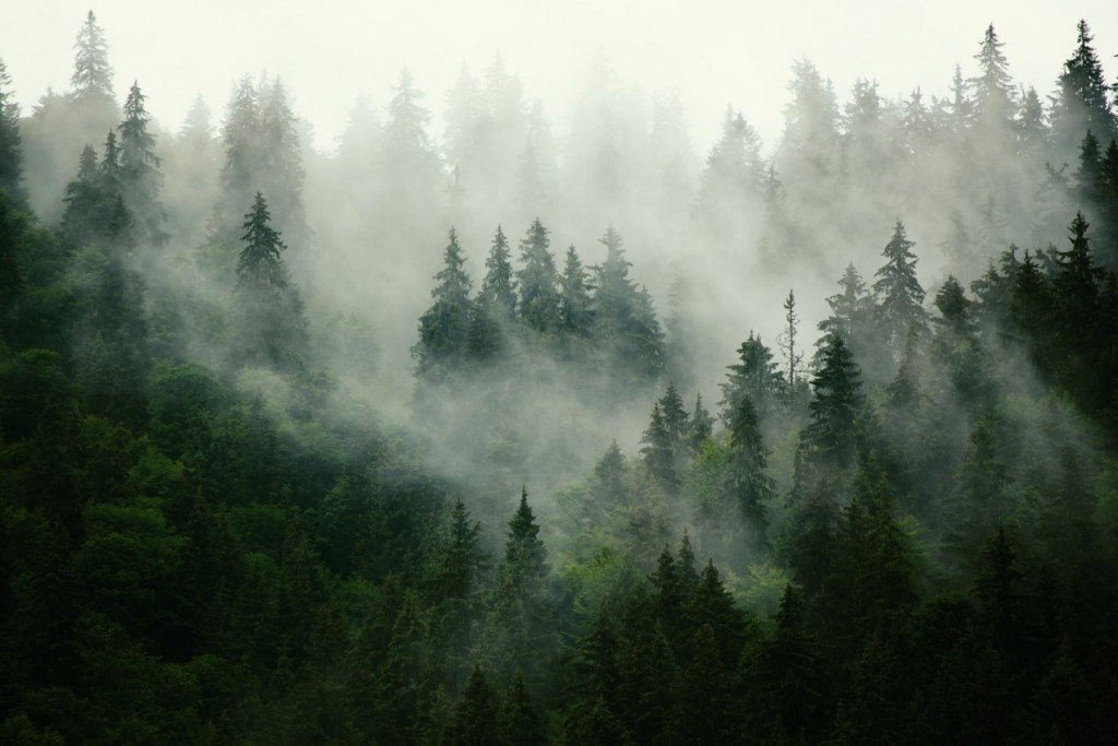 Фотообои лес в тумане