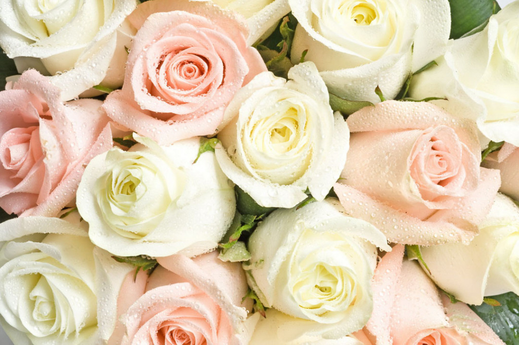 Фотообои Красивые розы