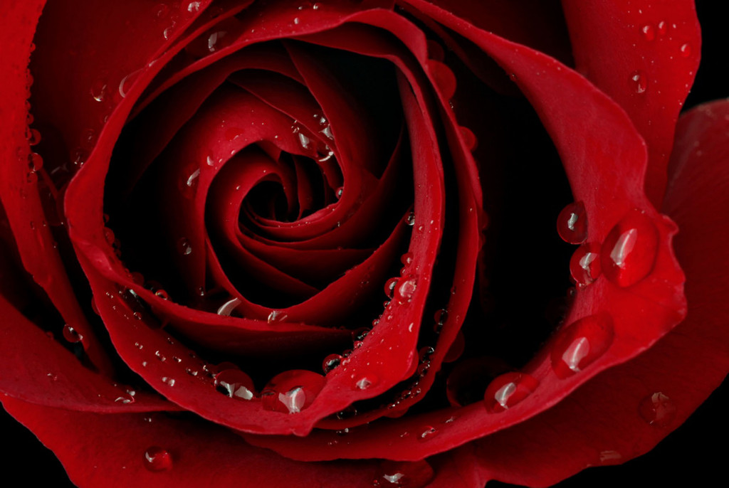 Фотообои бутон красной розы