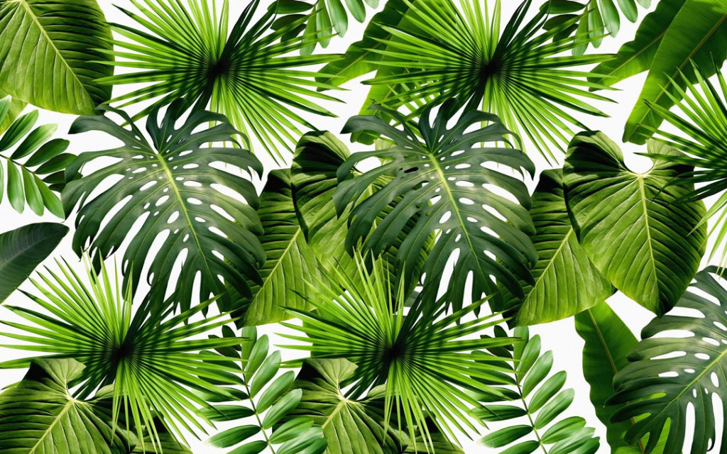 Фотообои Листья тропиков