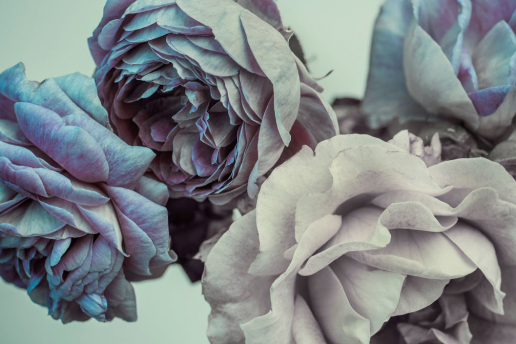 Фотообои  Бутоны цветов