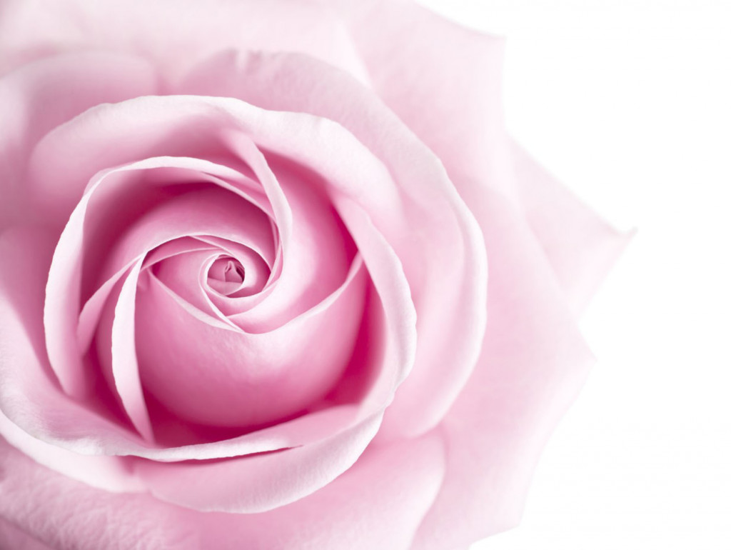 Фотообои нежно розовая роза