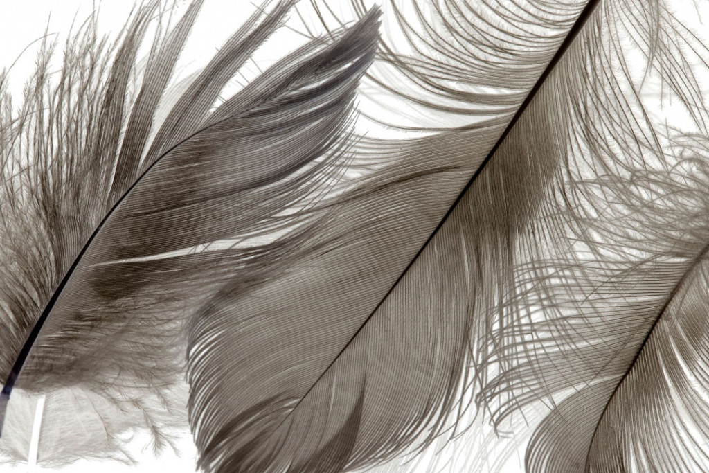 Фотообои Пушистые красивые перья