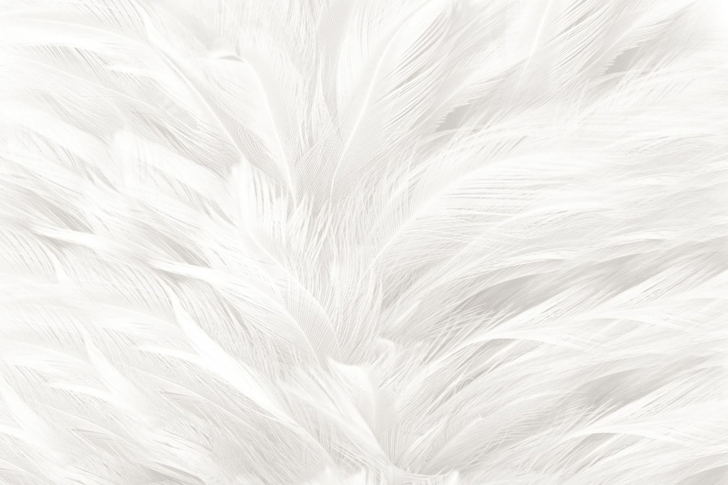 Фотообои белое перья