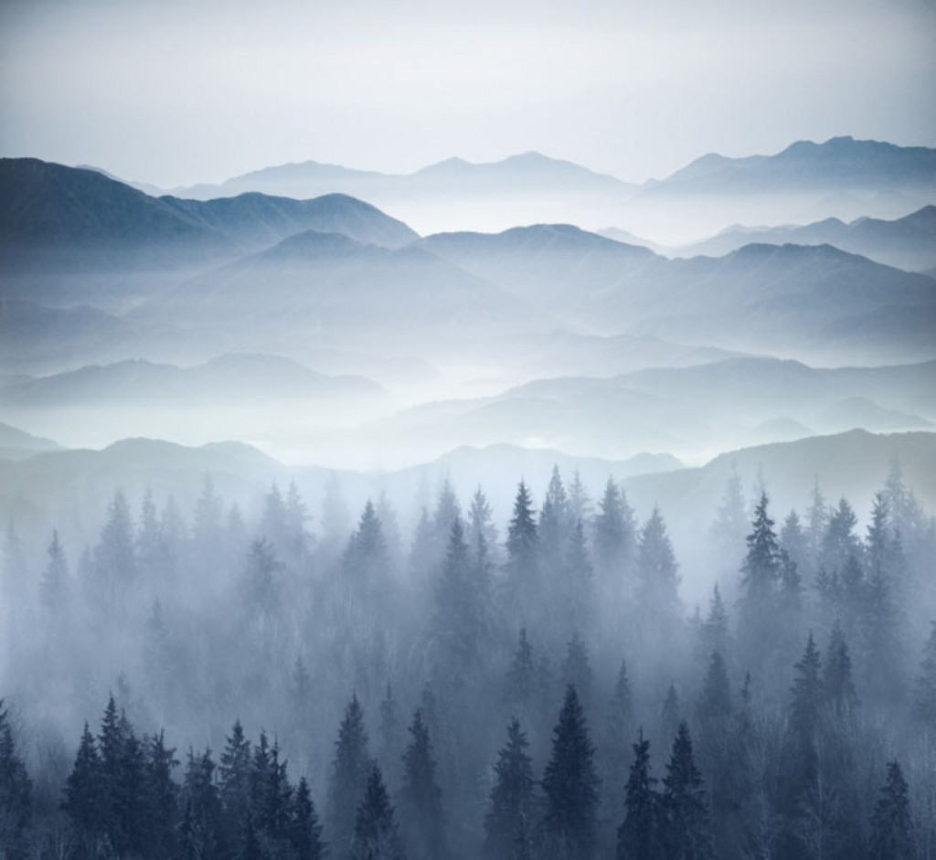 Фотообои Туманный лес в синем оттенке