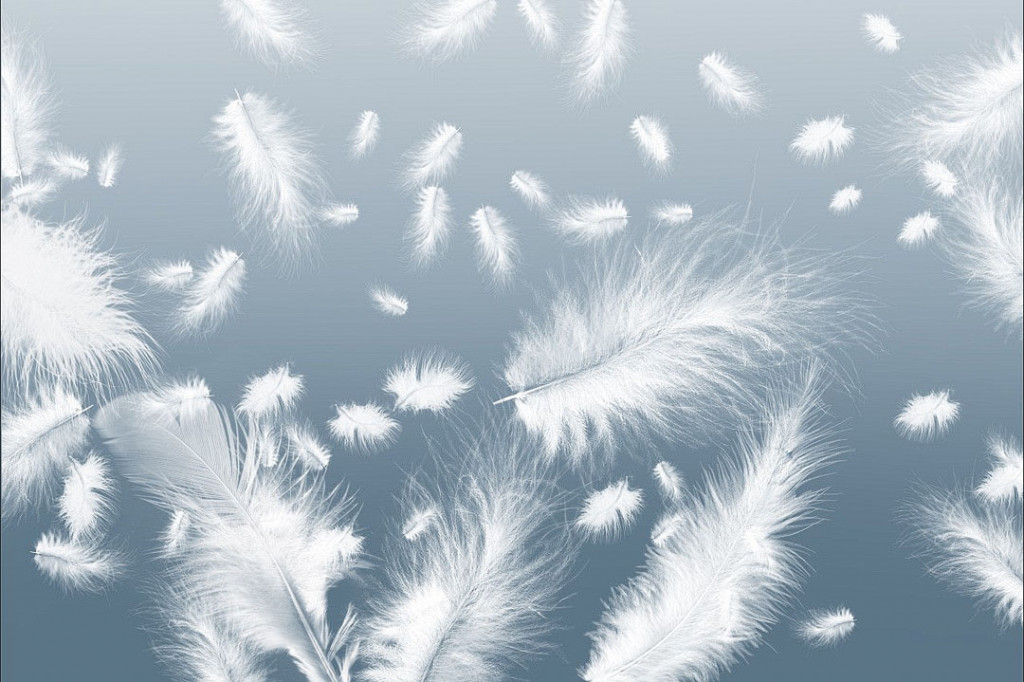 Фотообои Белые перья 