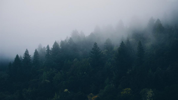 Фотообои Лес в горах и туман