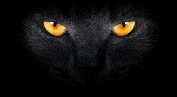 Фотообои Пантера