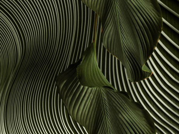 Фотообои 3д тропические листья