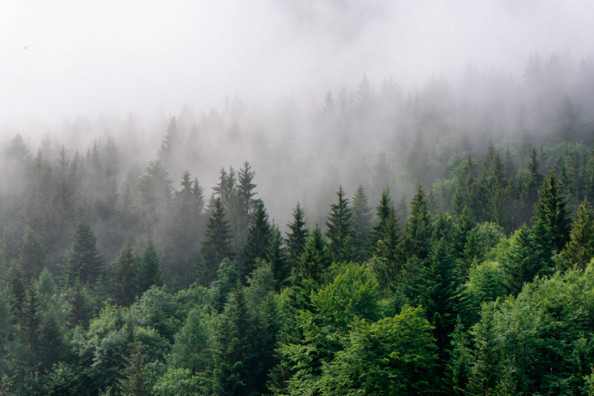 Фотообои Зелёный туманный лес