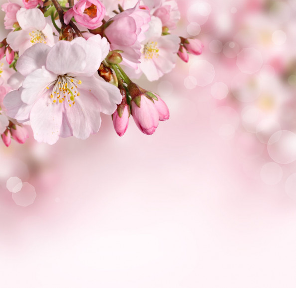 Фотообои Цветущая вишня