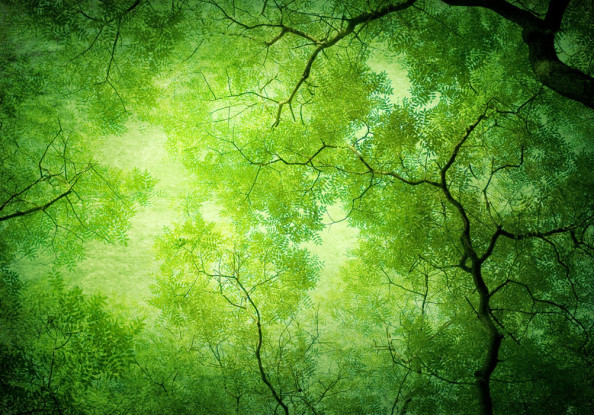Фотообои Зеленые деревья