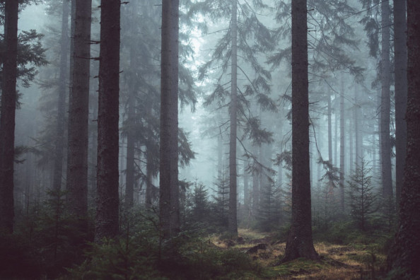 Фотообои Сосны в туманном лесу