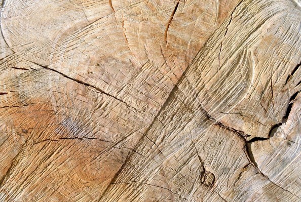 Фотообои Срез дерева