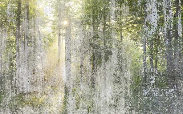 Фотообои Солнечный лес